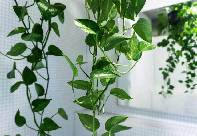 掌握这10种室内盆栽养护法,告别花卉杀手称号