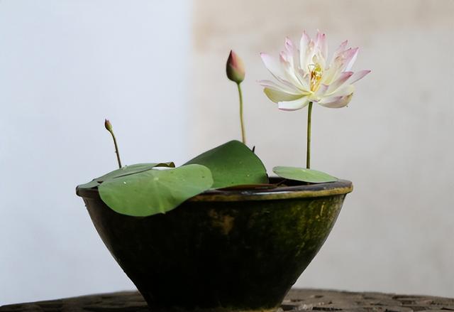 碗莲种植有难点,新手需避10大坑