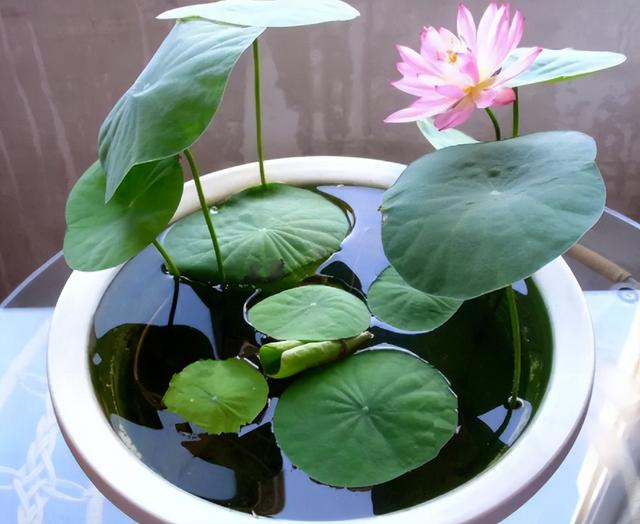 碗莲种植有难点,新手需避10大坑