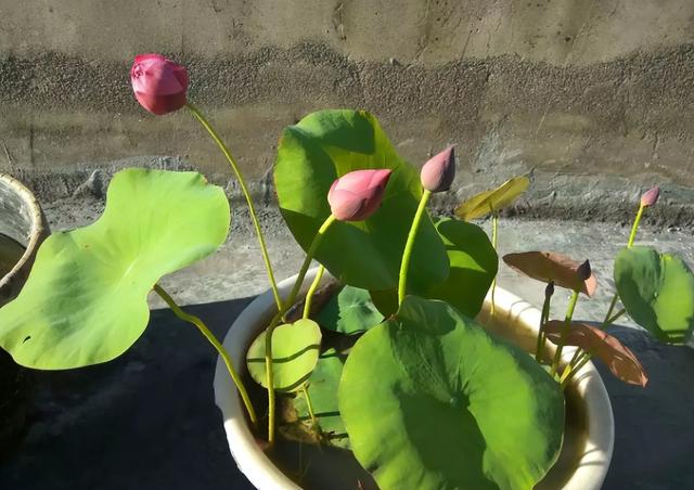 碗莲种植有难点,新手需避10大坑