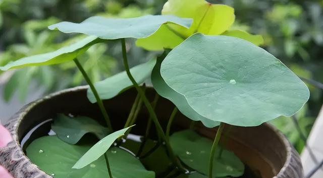 碗莲种植有难点,新手需避10大坑