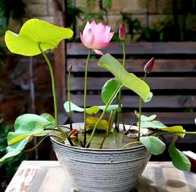 碗莲种植有难点,新手需避10大坑