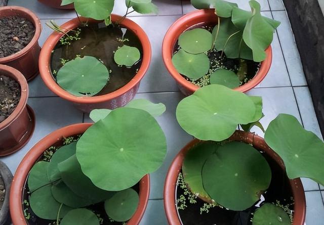 碗莲种植有难点,新手需避10大坑