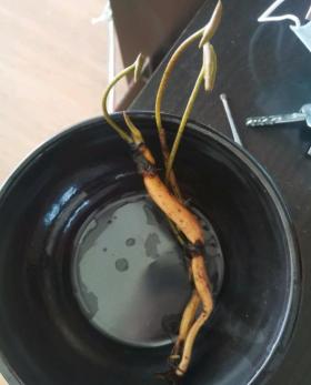 碗莲种植有难点,新手需避10大坑