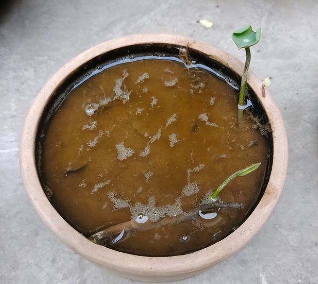 碗莲种植有难点,新手需避10大坑