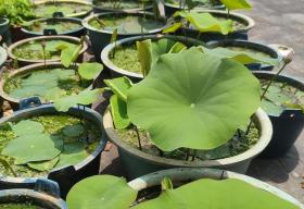 碗莲种植有难点,新手需避10大坑