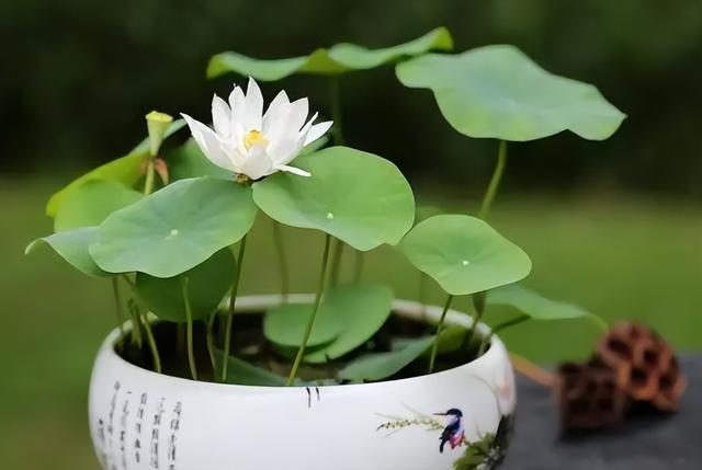 碗莲种植有难点,新手需避10大坑