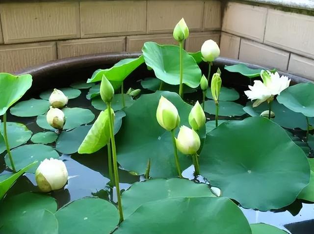 碗莲种植有难点,新手需避10大坑