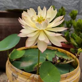 碗莲种植有难点,新手需避10大坑