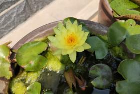 碗莲种植有难点,新手需避10大坑