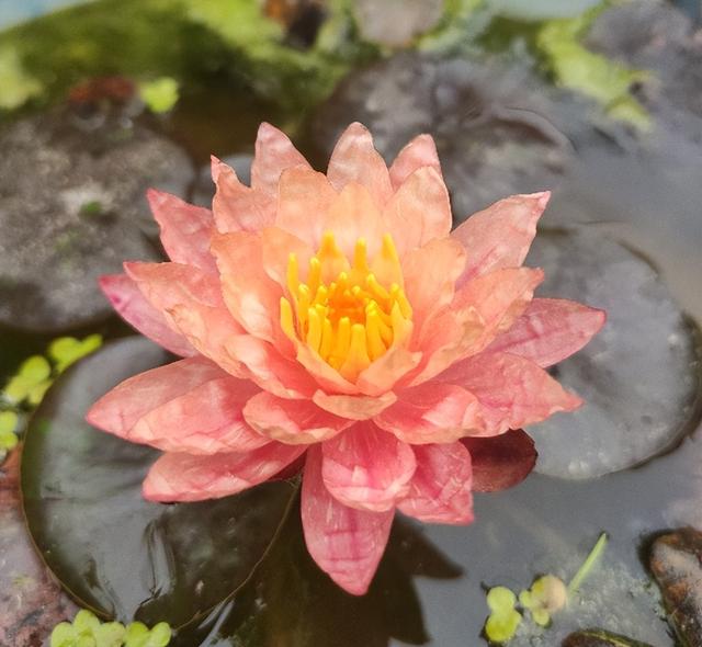 碗莲种植有难点,新手需避10大坑