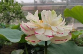 碗莲种植有难点,新手需避10大坑