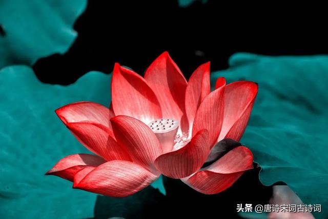 大梦谁先觉,探寻梦境的先驱与奥秘