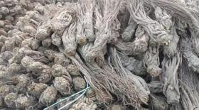 近期药材市场价格波动,部分品种涨跌互现
