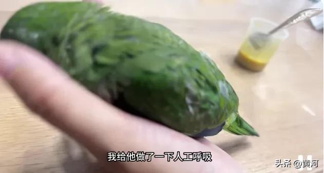 鹦鹉人工呼吸反致主人入院,奇事一桩!