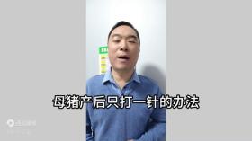 一针搞定!母猪产后护理新方案
