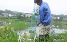 小龙虾养殖投喂秘籍,7成养殖户未知,掌握即产量翻番!