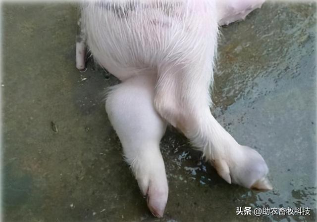猪场10种常见疾病症状及防治用药指南