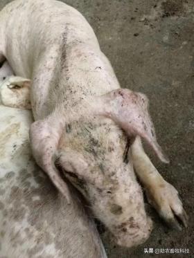 猪场10种常见疾病症状及防治用药指南