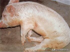 猪场10种常见疾病症状及防治用药指南