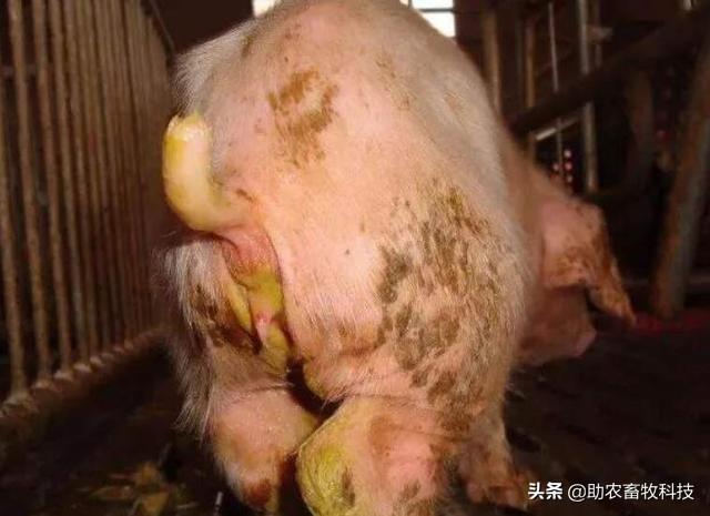猪场10种常见疾病症状及防治用药指南