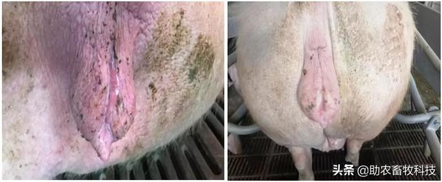 猪场10种常见疾病症状及防治用药指南
