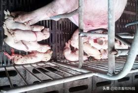 猪场10种常见疾病症状及防治用药指南